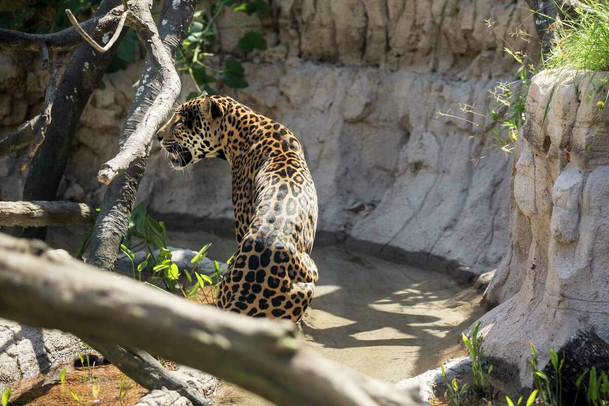 The Houston Zoo's jaguar walks around his habitat in the Pantanal exhibit.