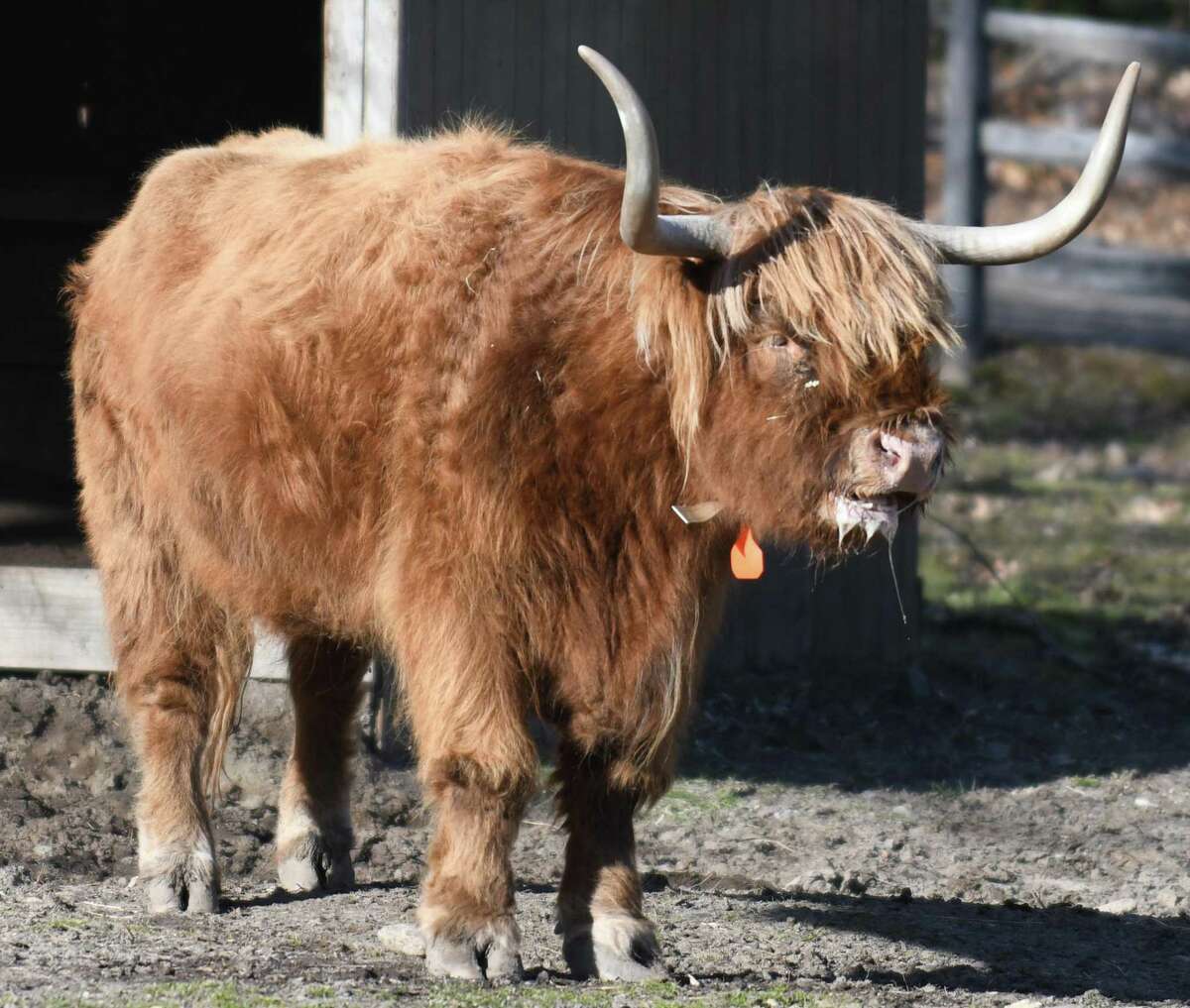 A highland cow slobbers outside its stable at the Stamford Museum & Nature Center in Stamford, Conn. Sunday, Jan. 10, 2021.