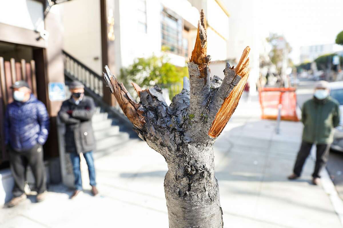 旧金山日本城日本文化和社区中心前的樱花树被破坏。该中心希望在春天樱花盛开之前更换受损的树木。