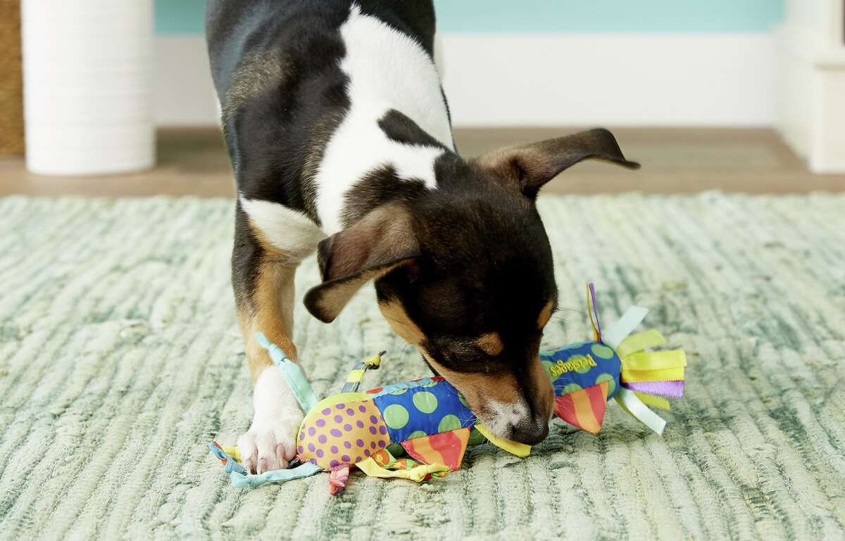 chewy puppy teething toys