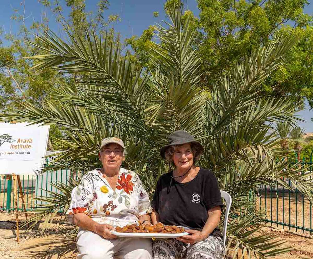 Researchers Dr. Elaine Soloway of the Arava Institute for Environmental Studies, (left), with Dr. Sarah Sallon of Hadassah Medical Center, are pictured moments after recently picking the first harvest of dates on a previous trip for doing so.