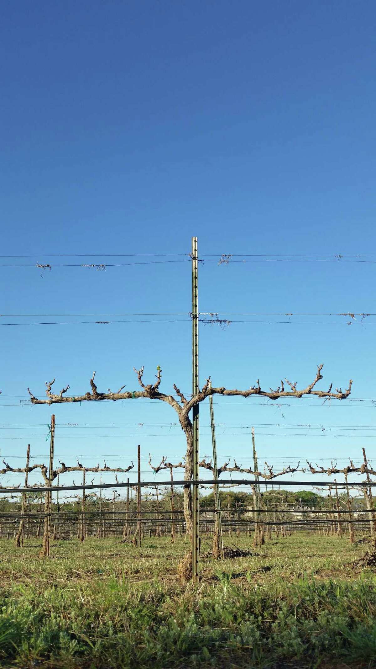 The finished product of a pruned vine in Fall Creek Vineyards in the Texas Hill Country shows the preparation required when first starting to prune a vine as seen in the picture of Linda Meitzen.