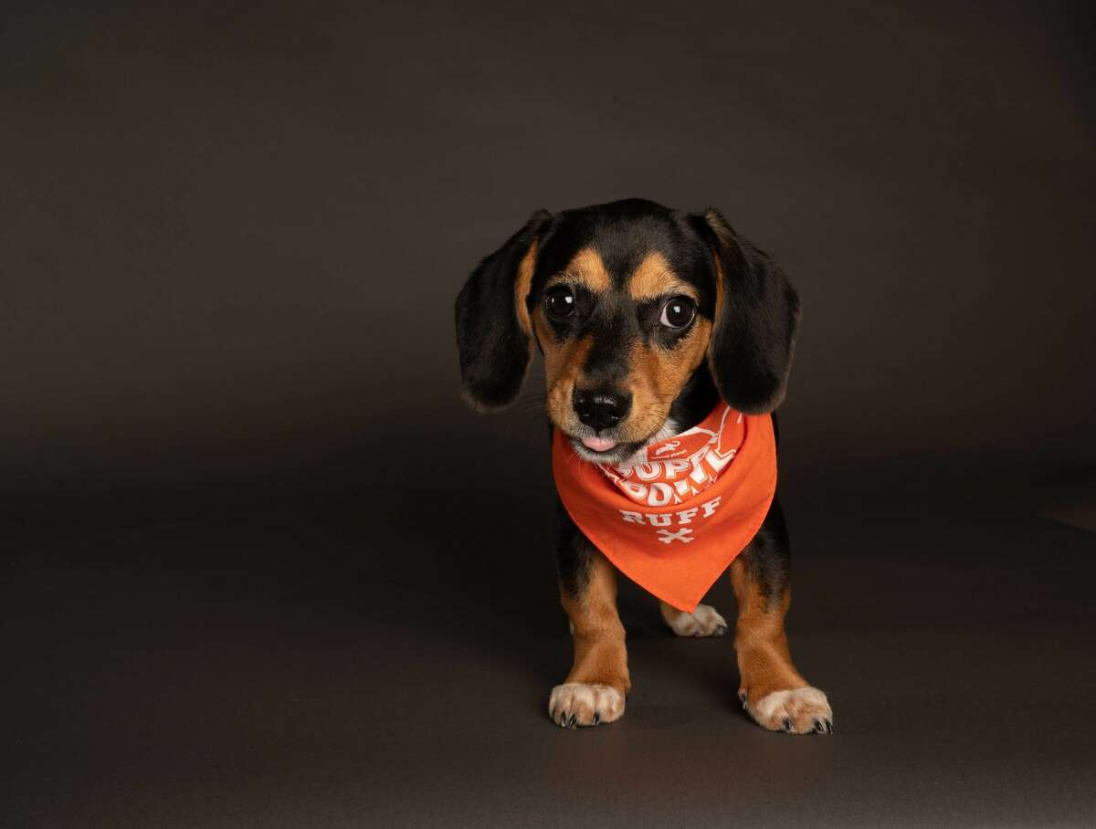 Lucy Shelter: DAWS, Danbury Breed: Beagle/Bluetick Coonhound Team Ruff