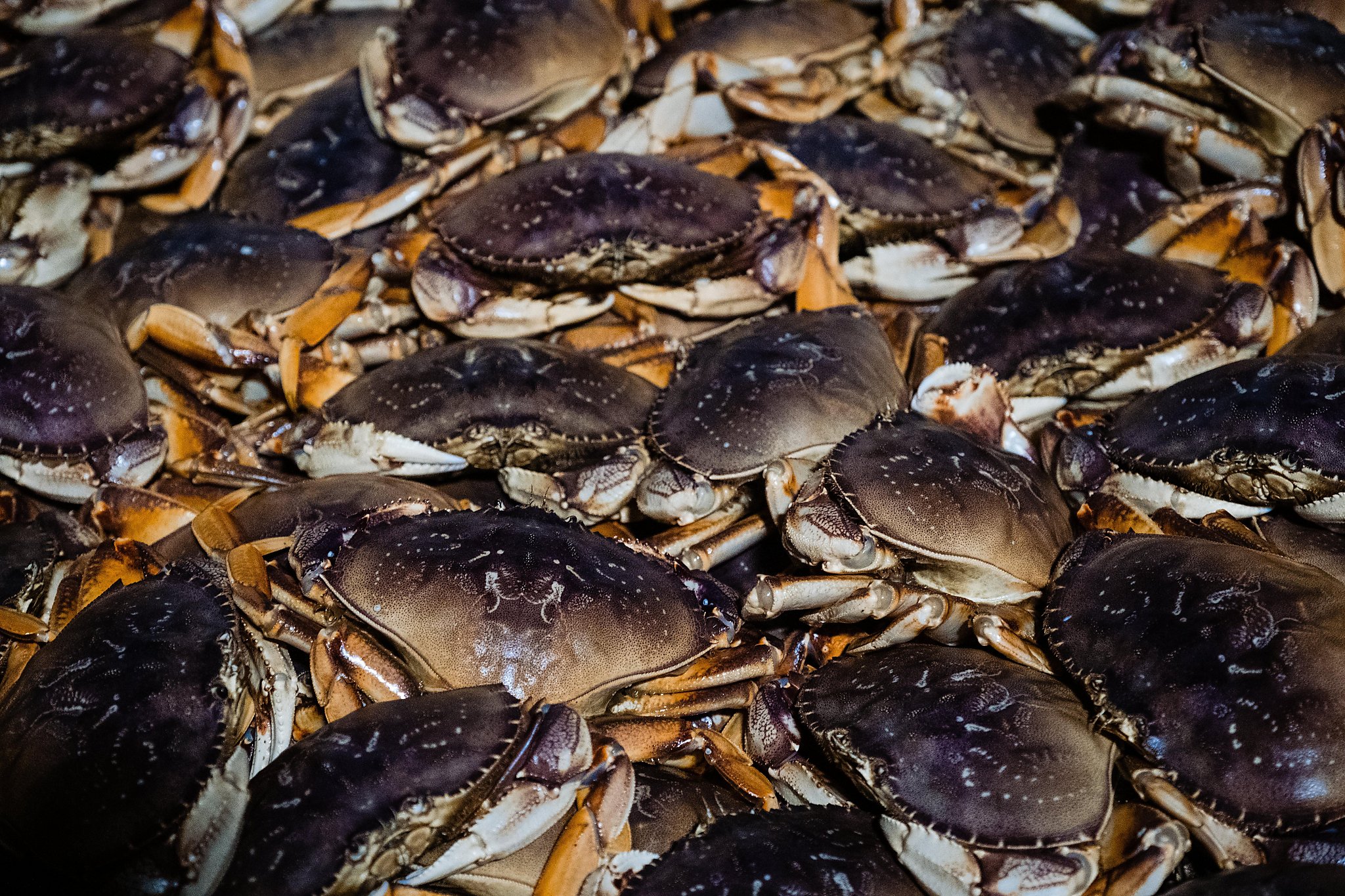 Dungeness crab arriving in Bay Area, but supply is low and ...