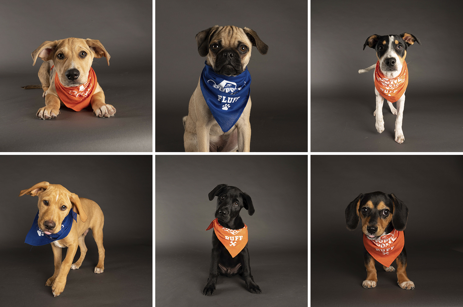 Pet Adoption Norwalk Ct Westport Animal Shelter Advocateshappy