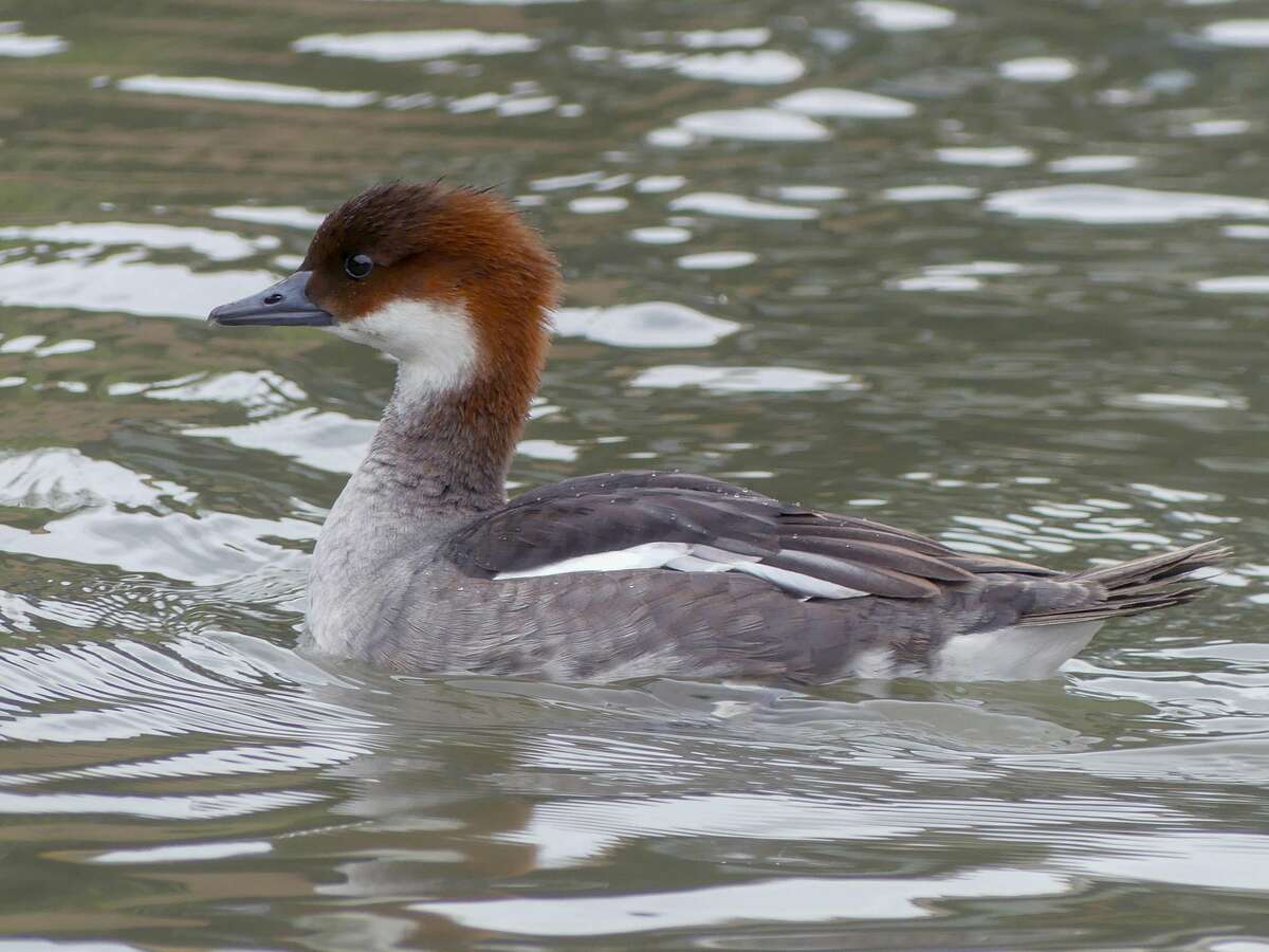 An adult female smew, a European species, was sighted in Allegan County this year.