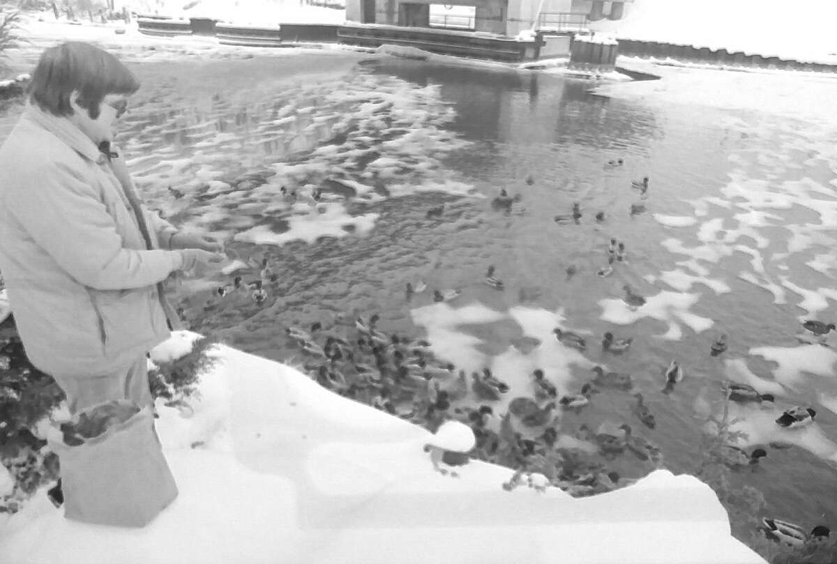 From the Jan. 15, 1981 issue of the Manistee News Advocate, Joe Morrissey casts bread upon the waters of the Manistee River under Maple Street Bridge this morning, where a squad of hungry ducks quickly gobbles it up. Manistee's mallards are famous for their appetites and begging ability, and as this photo shows, are coming through the winter so far in fine shape. (Manistee County Historical Museum photo)