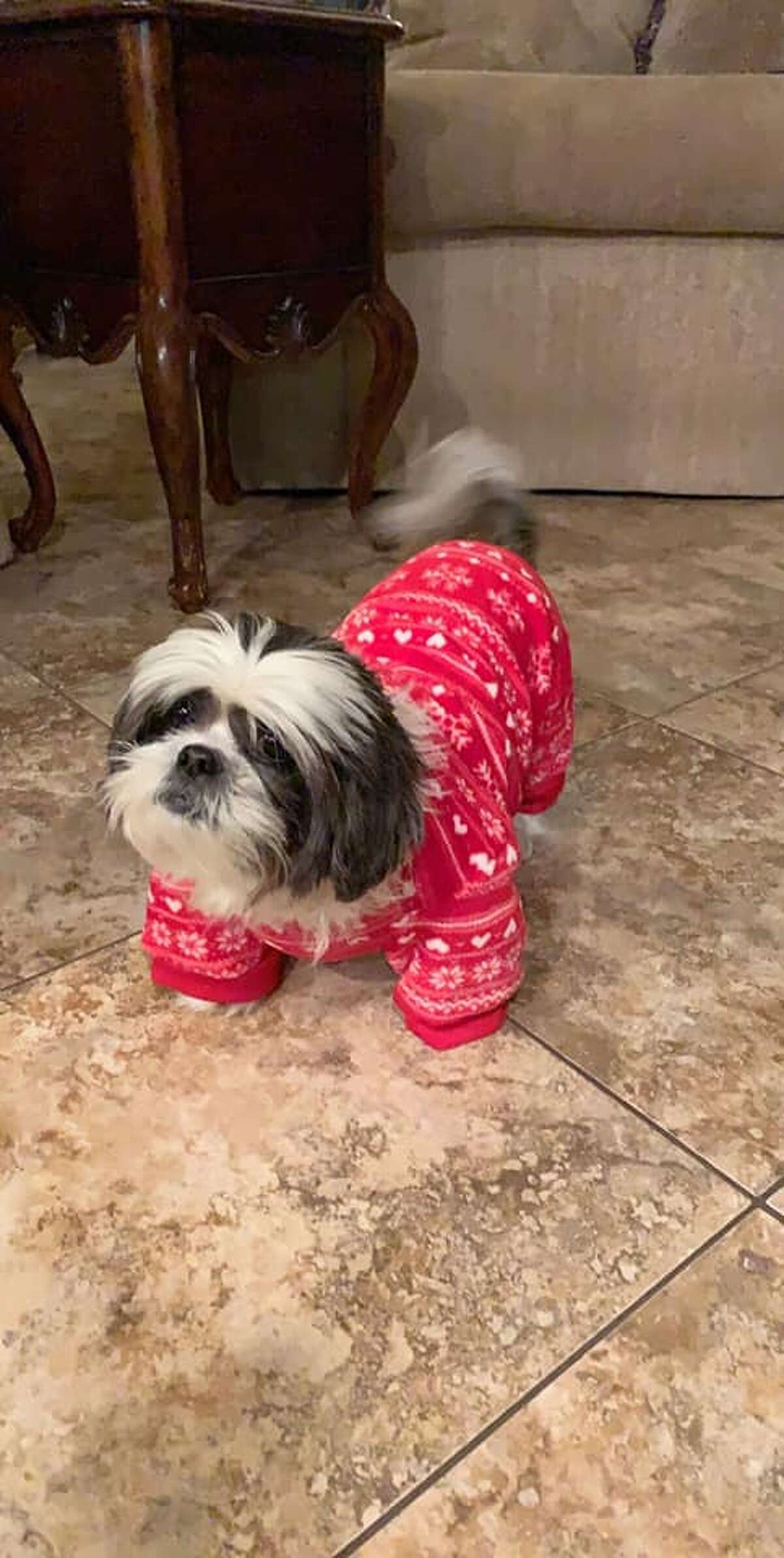 Jazmin Gonzalez's doggie in a holiday-themed fit.