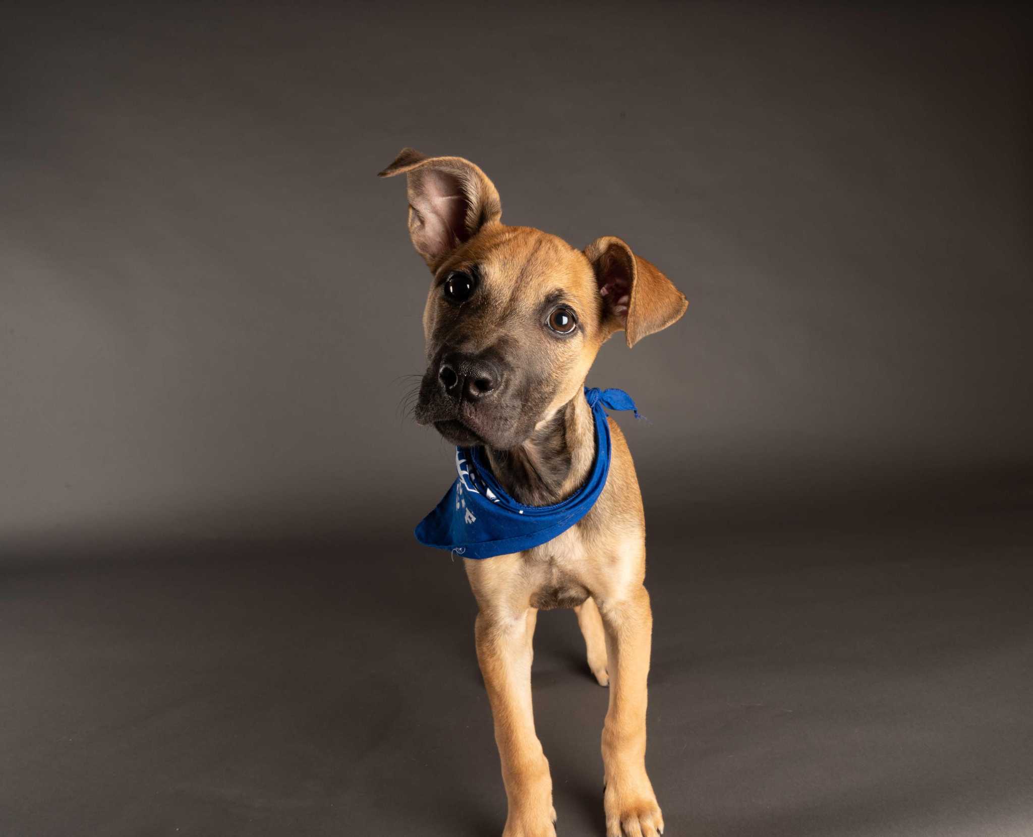 Meet the 20 CT dogs featured in this year's Puppy Bowl - Vimarsana News