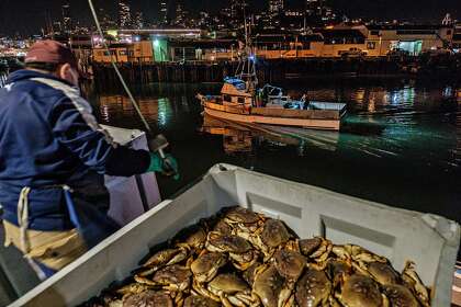 Dungeness crab is unloaded as the first catches of the season arrive in San Francisco on Jan. 13.