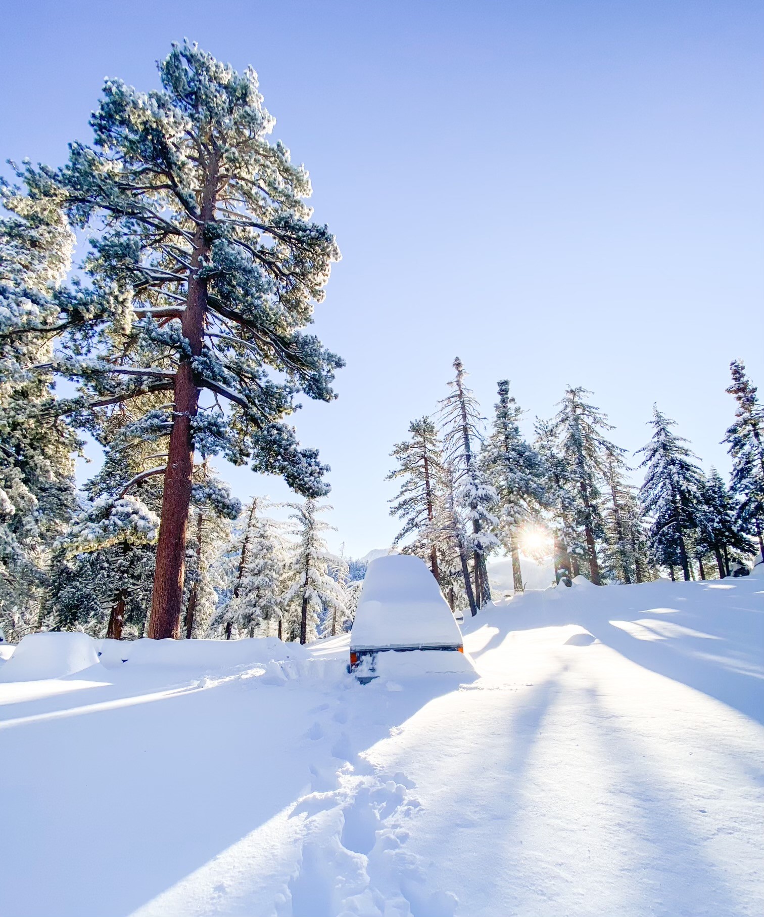 Alone in a van and trapped by snowstorm for five days, SoCal woman rescues herself and two dogs - Vimarsana News