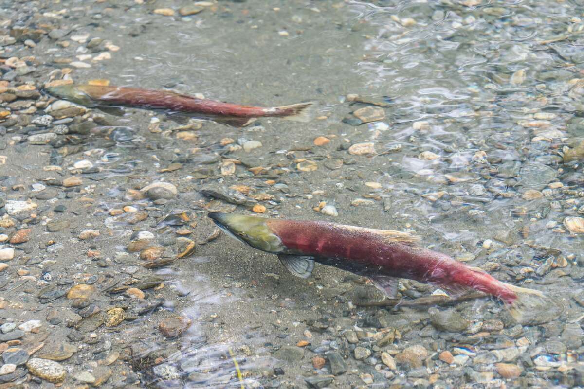 Coho salmon turn red and return to the exact place of their birth, in this case the White River, to spawn.