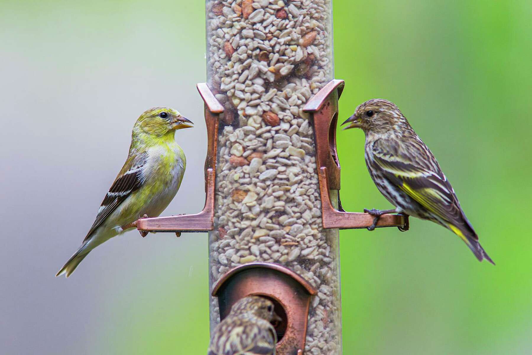 pine siskin food