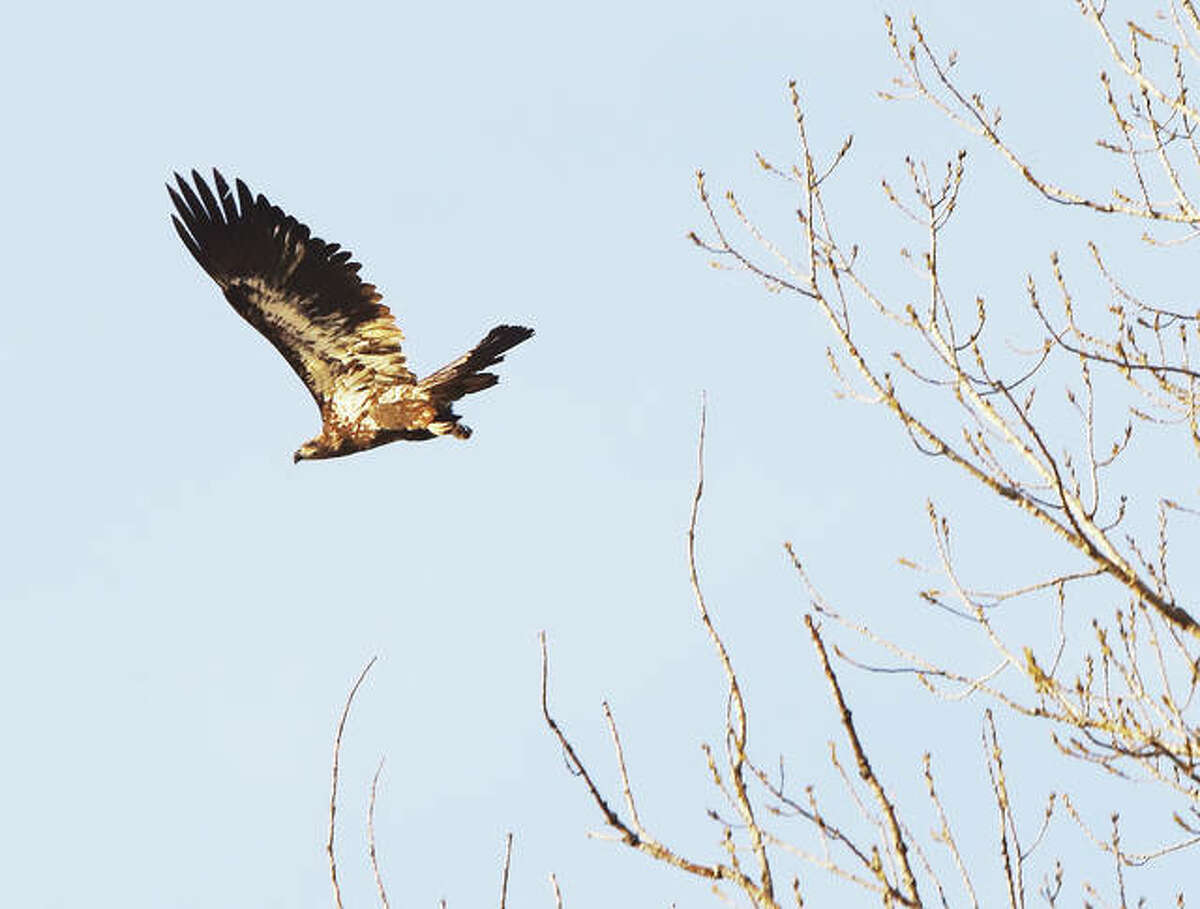 An immature bald eagle, who isn’t old enough to grow his white head feathers, takes flight from a tree near the Mississippi River. The region is preparing for the annual migration of the majestic birds next month.