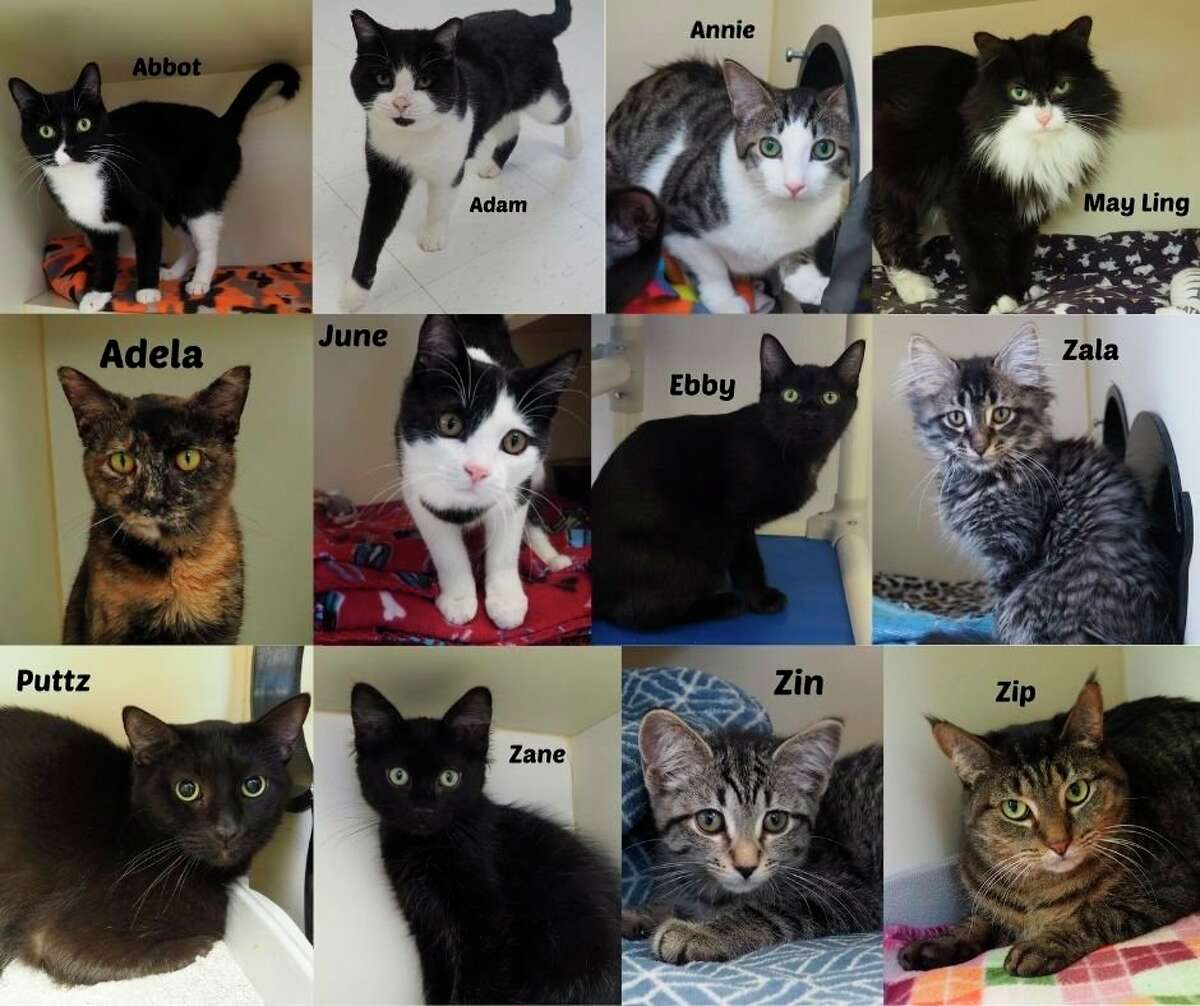 Homeward Bound Animal Shelter in Manistee County has many cats available for adoption. (Courtesy photo)