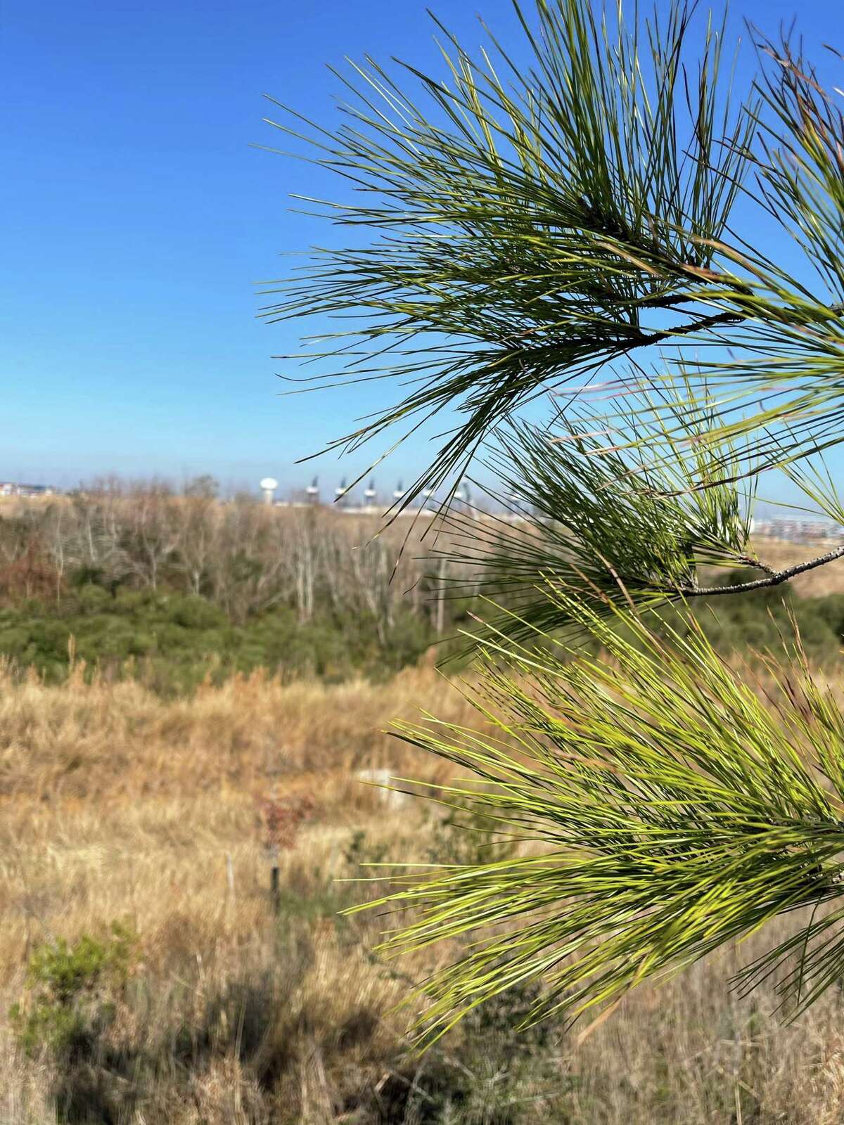 A view through a young loblolly pine, one of the designated ‘super trees’ planted by Houston Wilderness and its partners along the three-mile long, 30-foot high Bayport Berm, looking toward Port Houston’s Bayport Container Terminal, on Wednesday, Jan. 13, 2021.