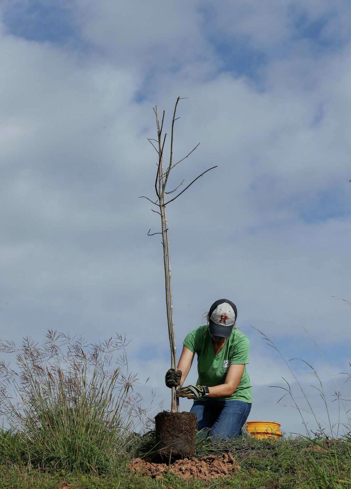 NRG helps plant trees around Houston