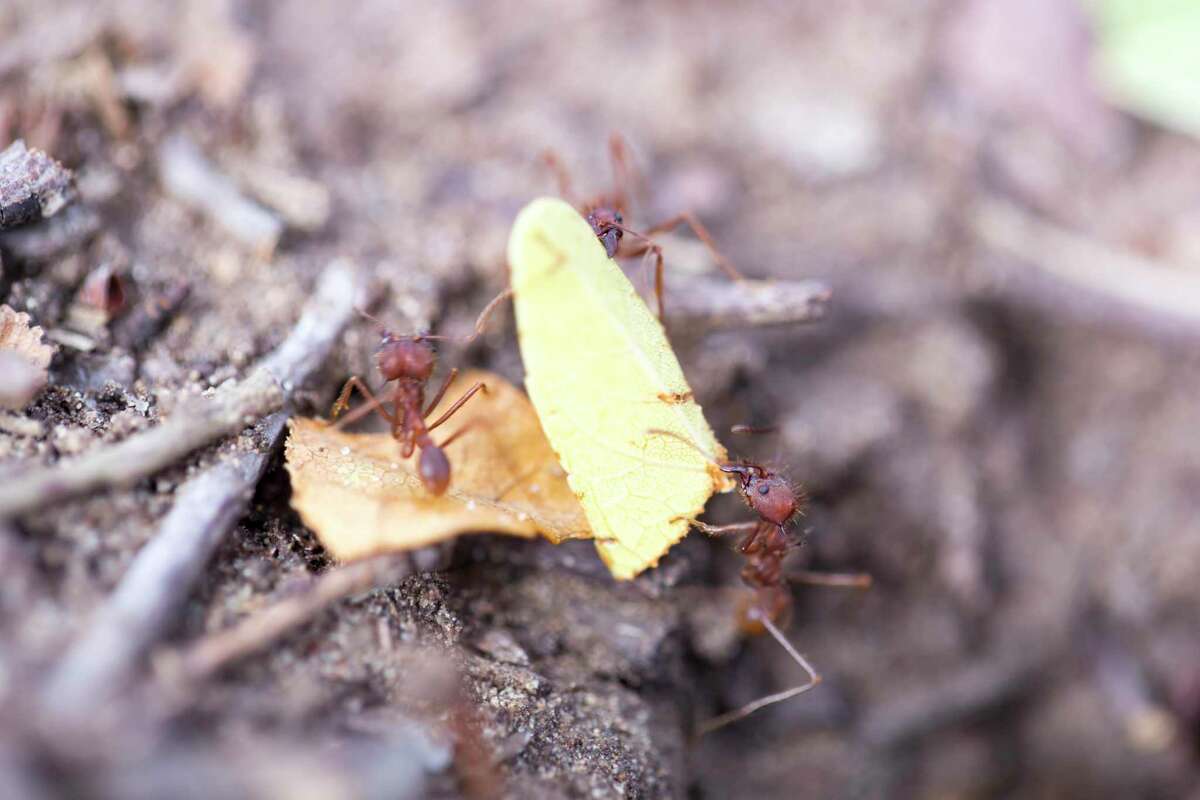Texas leaf cutting ants’ subterranean nests may be 15 or 20 feet deep, and they may contain 2 million ants. They are very hard to control.