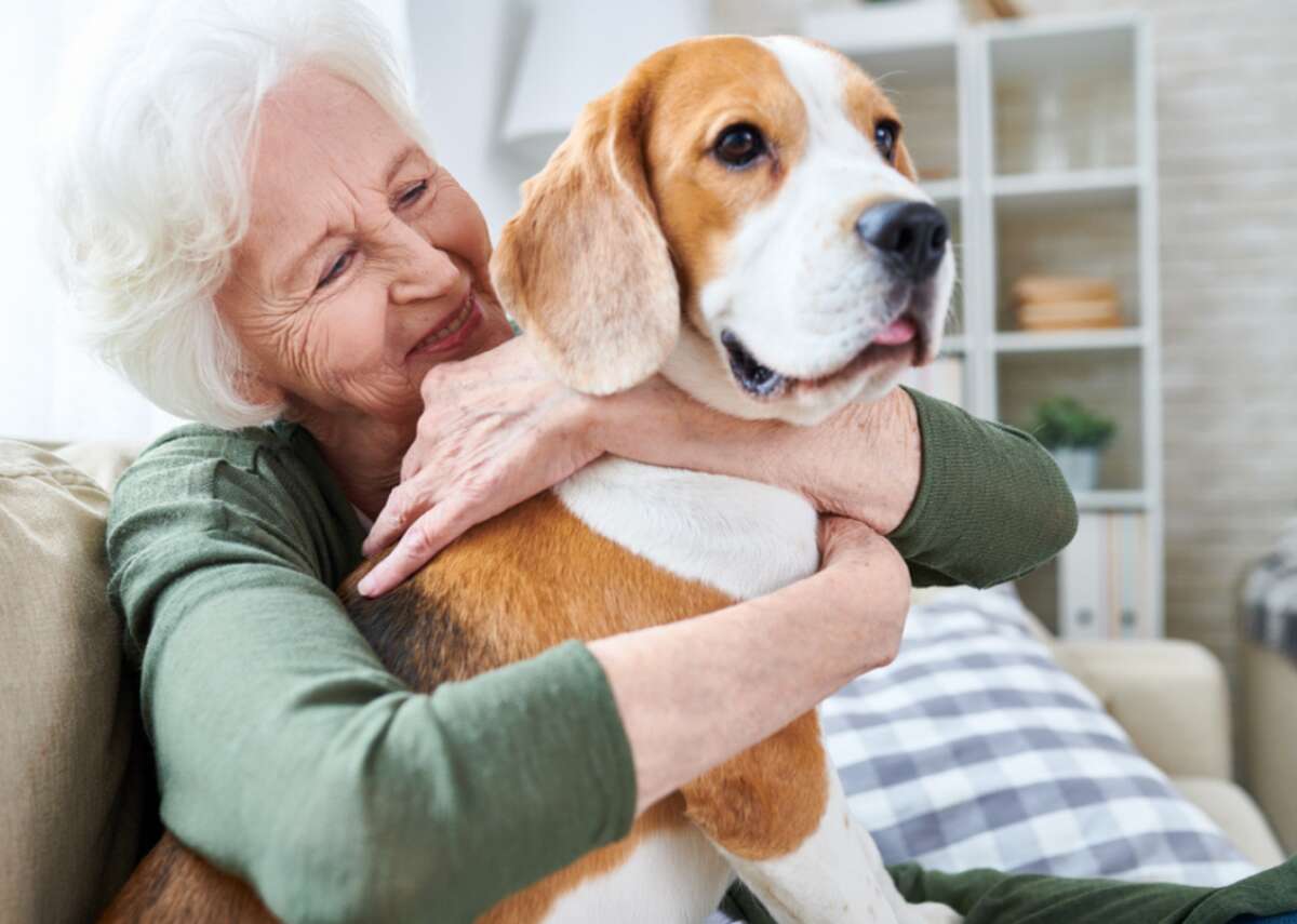 Great dog breeds for seniors