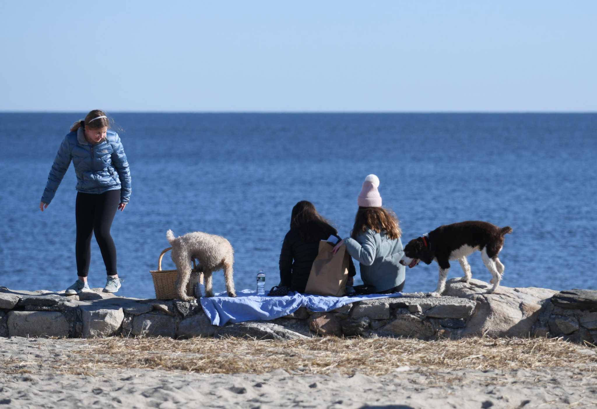 are dogs allowed at cove beach stamford