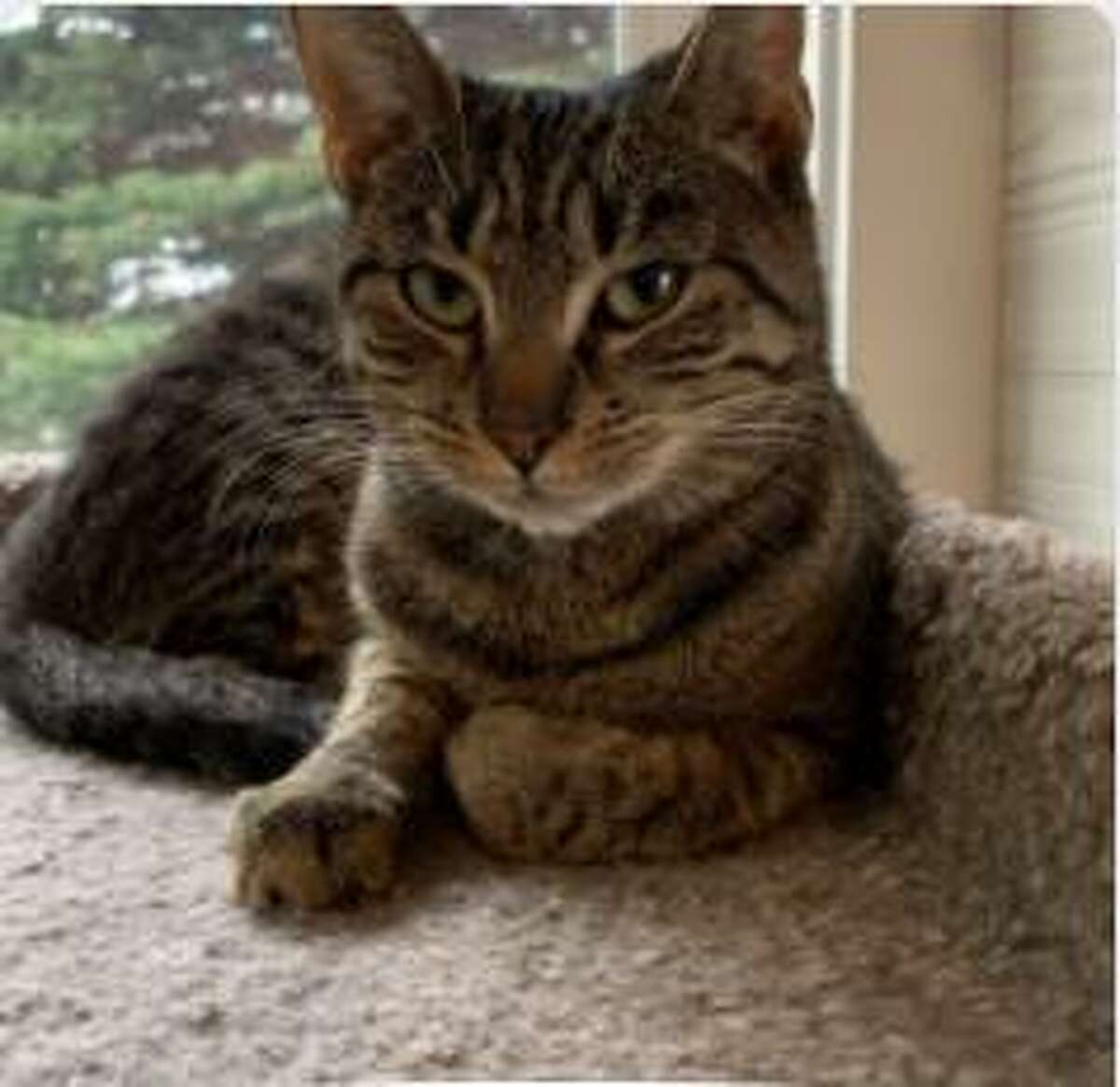 Patsy, a tabby cat, has cared for her kittens, and is now looking for a family of her own. She is available to be met by calling the ROAR Donofrio Family Animal Shelter, which is located at 45 South Street, in Ridgefield, at (203) 438-0158, for an appointment.