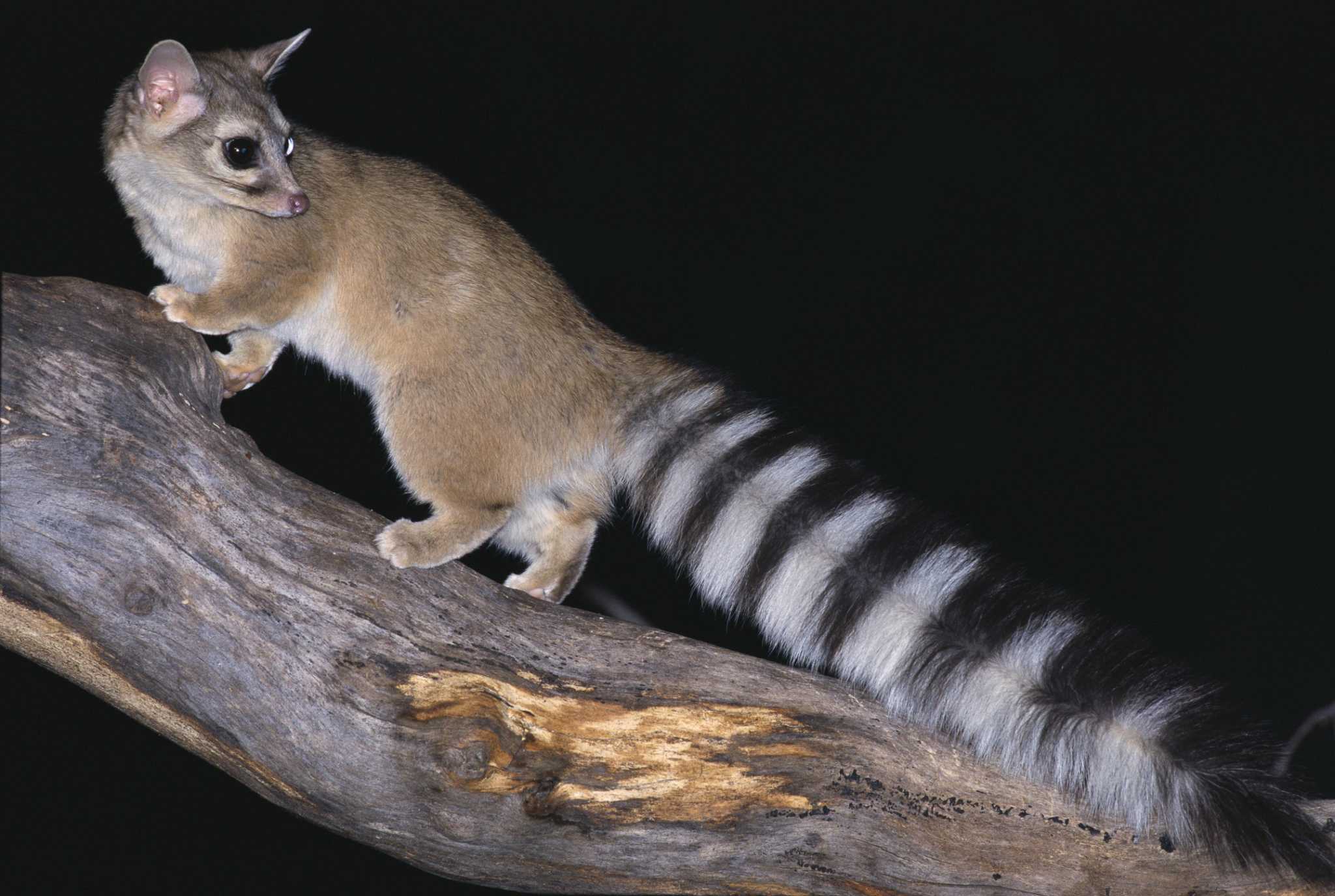 Ringtails, a catlike creature with the head of a fox, on the rise in San Antonio's Stone Oak as sprawl takes over their habitat - Vimarsana News