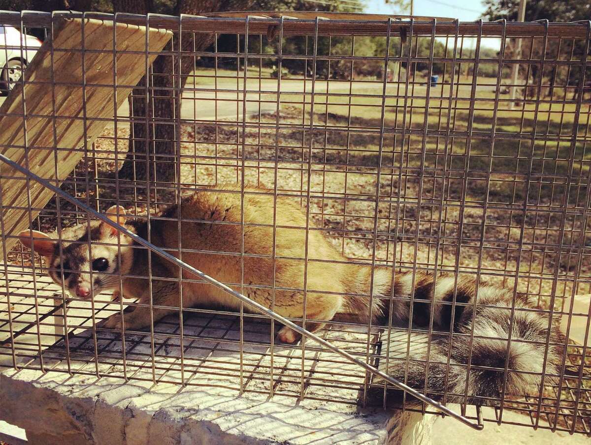 A ringtail Felix Vera removed from a San Antonio residence and later released. Vera said he’s seen a spike in ringtail activity for the past five years.