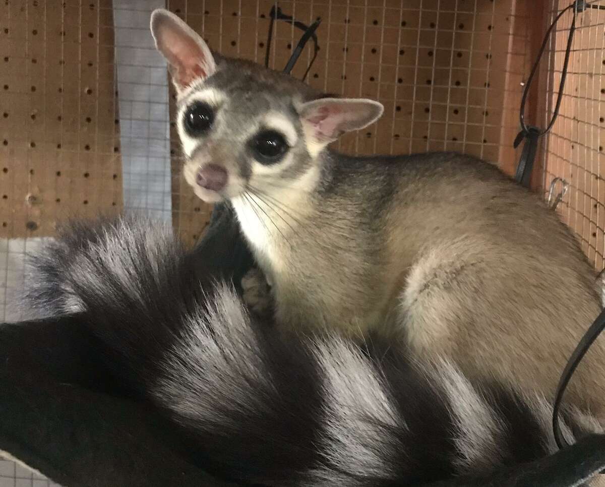 Finnick, a rescued ringtail in the cafe of Michelle Camara, owner of Southern Wildlife Rehab in Alamo Heights. Finnick lost a paw to a rat trap.