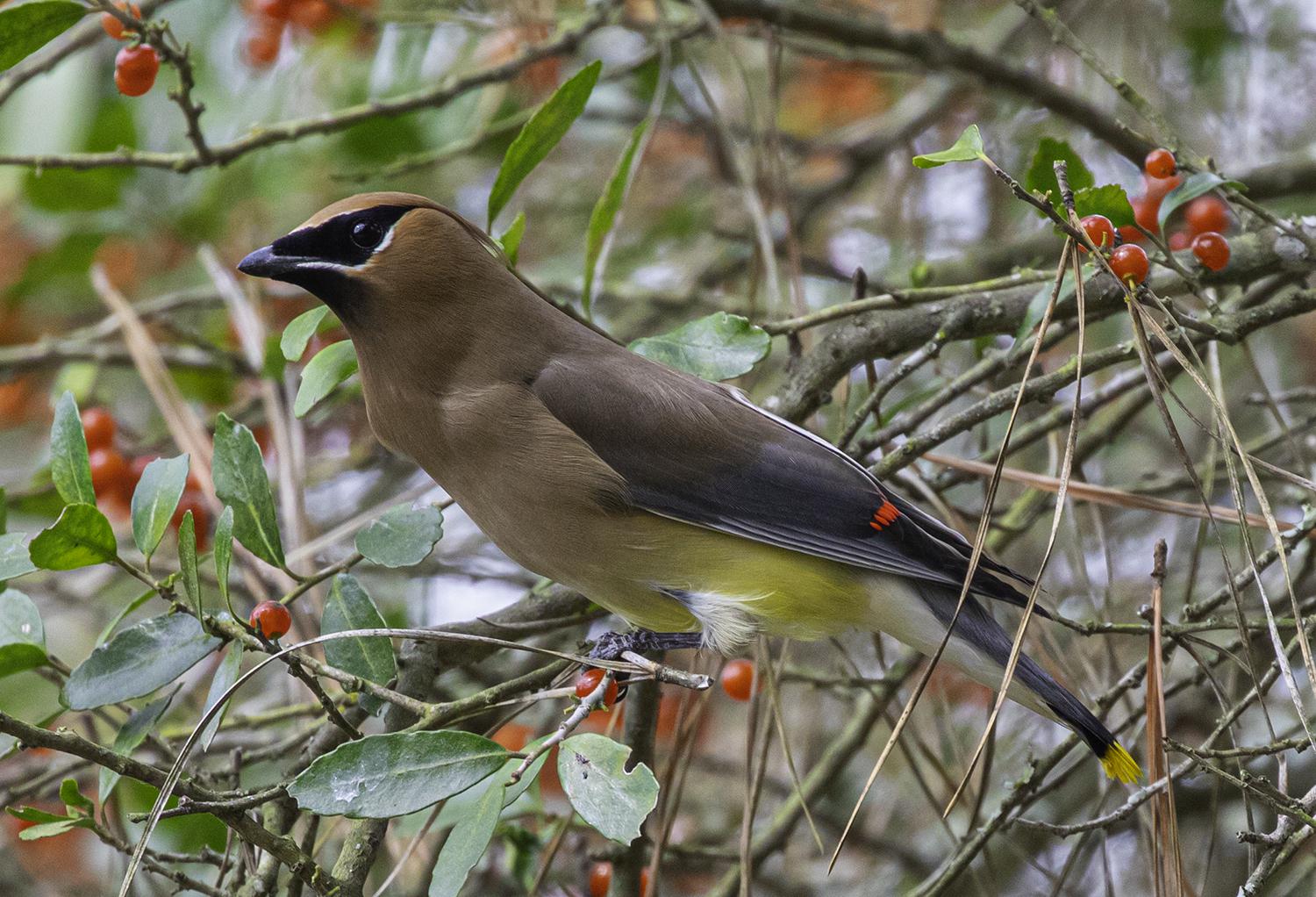 cedar wax wings texas