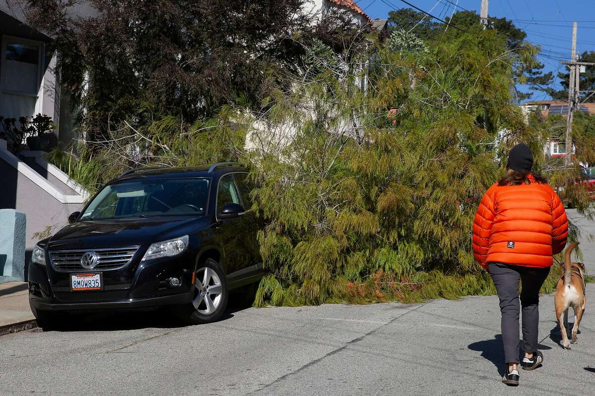 A downed tree hit a parked car along Moultrie Street between Eugenia Avenue and Cortland Avenue in San Francisco.