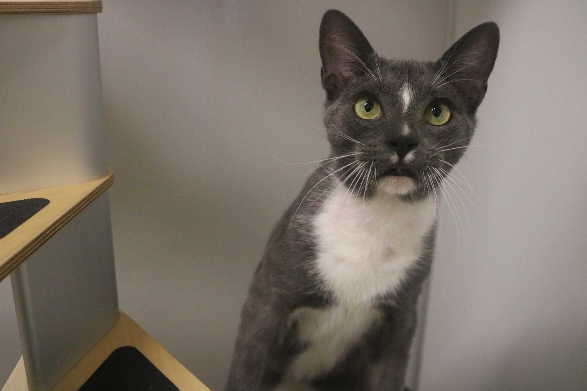League City Animal Shelter Reports 1 700 Pets Adopted In 2020 League city animal shelter reports 1 700 pets adopted in 2020