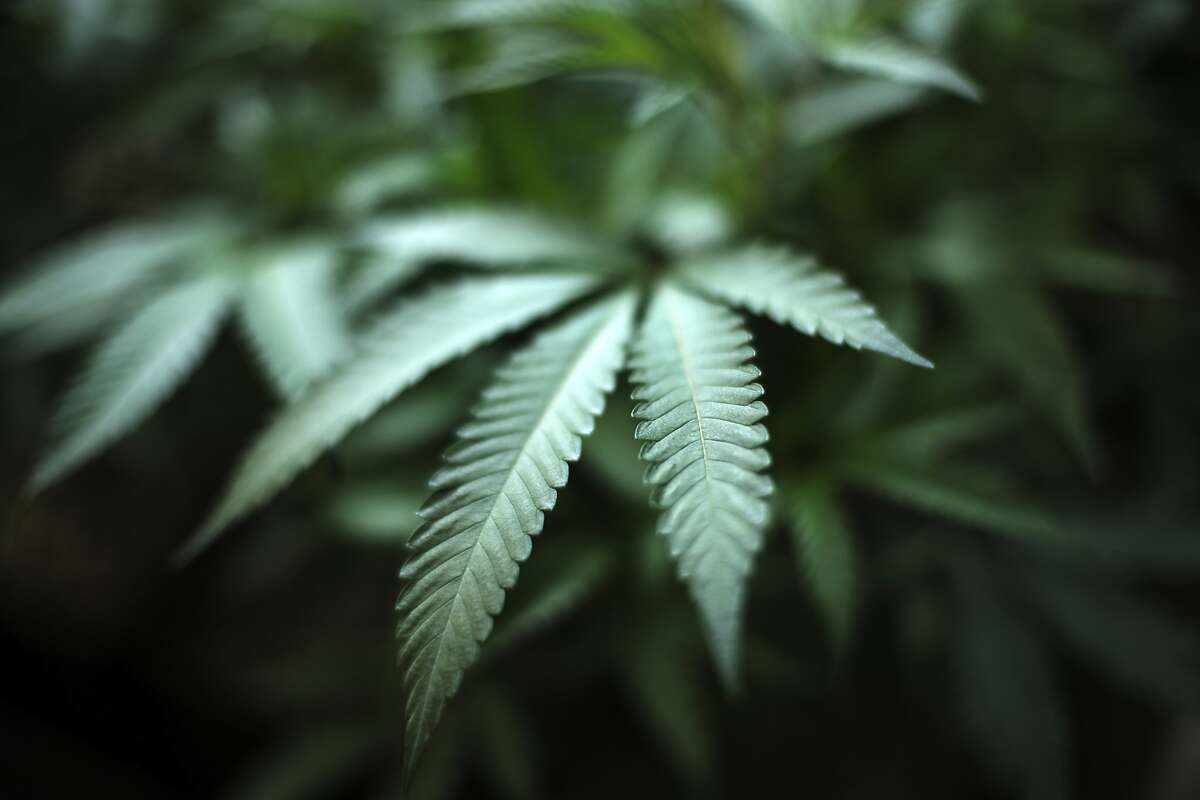 Marijuana grows at an indoor cannabis farm in Gardena.