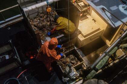 Crabbers unload their Dungeness crab catch as the first catches of the season arrive in San Francisco on Jan. 13.