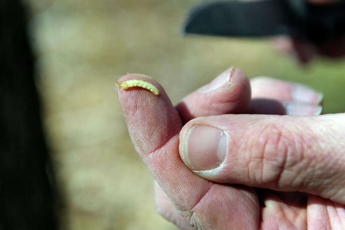 Matt Bartelme holds on his finger an emerald ash borer, a tree-killing pest, found on an ash tree at a Danbury home, Friday, March 11, 2016.