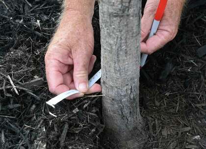 The PulteGroup received five exemptions from the tree ordinance to develop 1,000 acres, and remove most of the trees on the once-forested site.