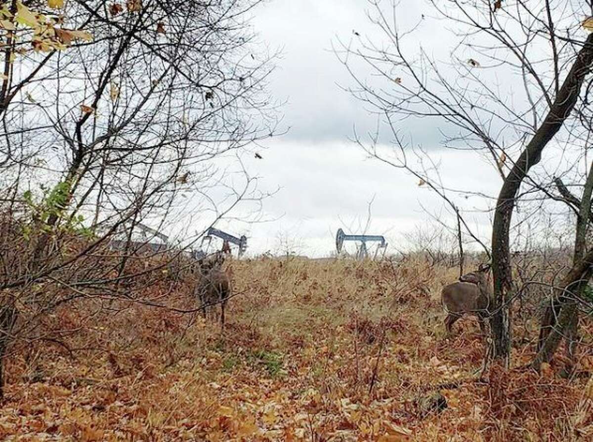 A group of deer in Manistee several days before opening of the 2020 firearm white-tailed deer hunting season. (File photo)