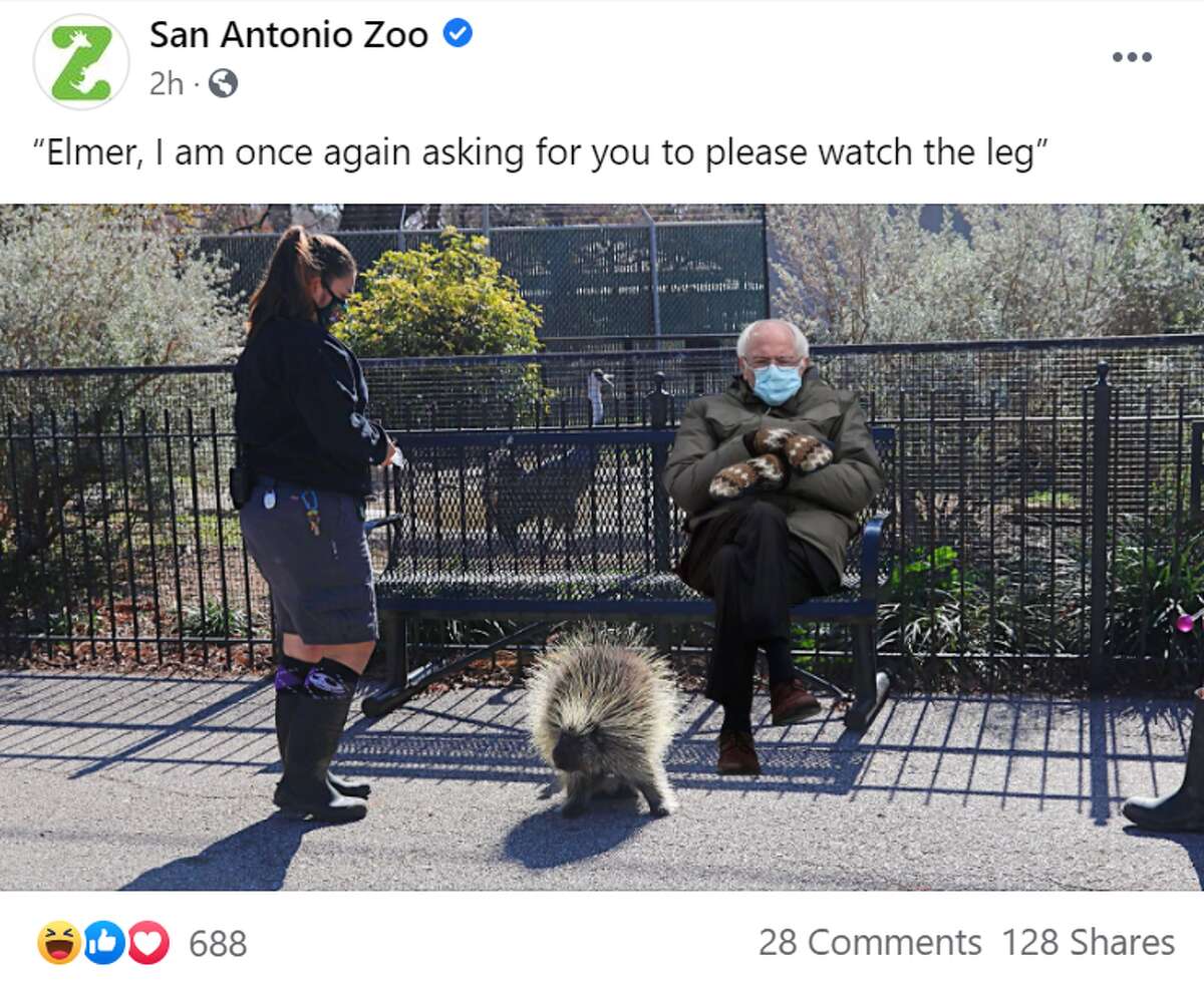 He went to the San Antonio Zoo, where his mittens may have safeguarded him from Elmer the porcupine's quills.