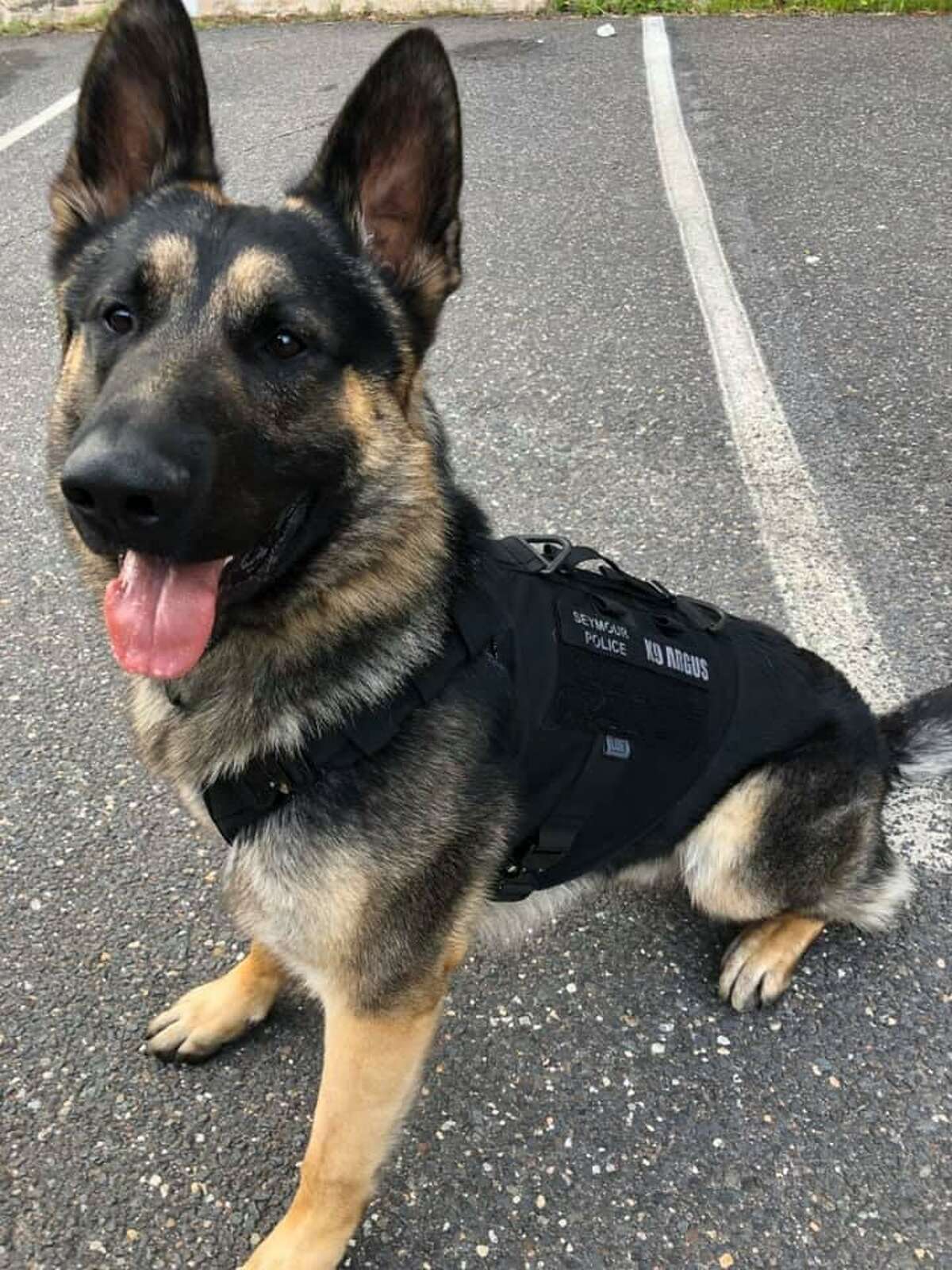 K-9 Argus, a 21-month-old German Shepherd, is in need of an in-squad kennel, a door pop, a heat alarm system and a canine trauma kit, according to a fundraiser shared by the police department.