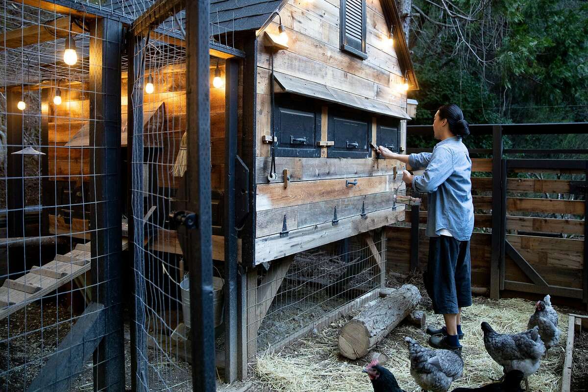 Chang feeds his chickens in the backyard of his home in Occidental, Calif.