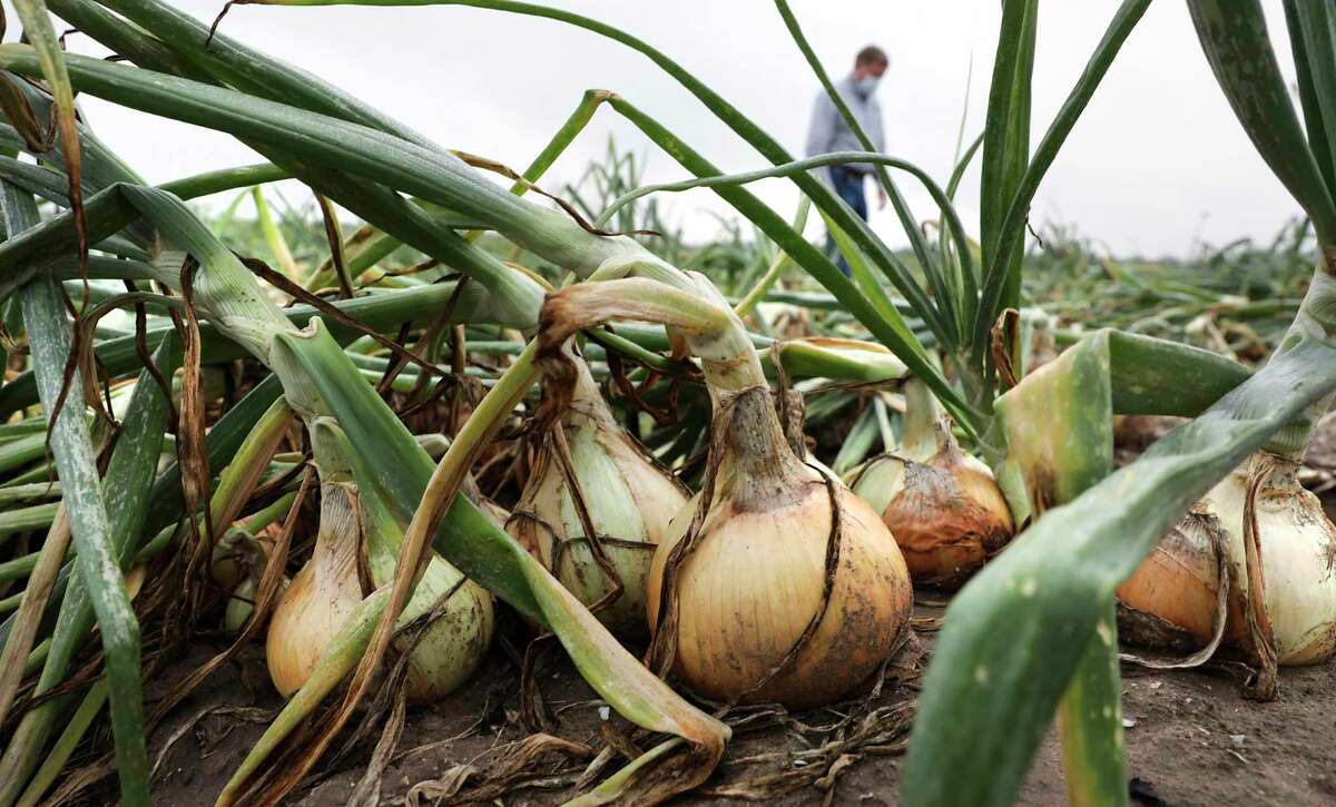 Mike Helle of Green Gold Farms, Inc. in Edinburg, Texas, inspects onions in a field.
