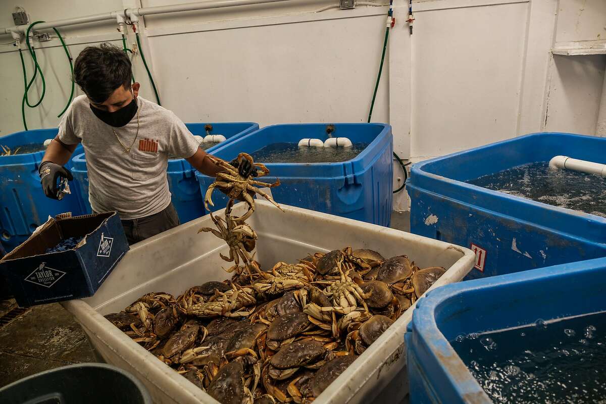 Jorge Cornejo puts rubber bands on the claws as Dungeness crabs are unloaded in San Francisco.
