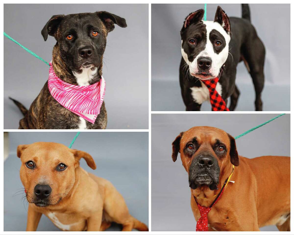 Collette (top, left: A67046) is a 2-year-old, female brindle Labrador retriever mix; McClane (top, right: A566018) is a 5-year-old, male Pit Bull mix; Nani (bottom, left: A566420) is a 3-year-old, female Labrador Retriever mix; and Billy Bob (A567029) is a 10-year-old, male Boxer mix available for adoption from Harris County Pets. Photographed in Houston, Thursday, Jan. 21, 2021.