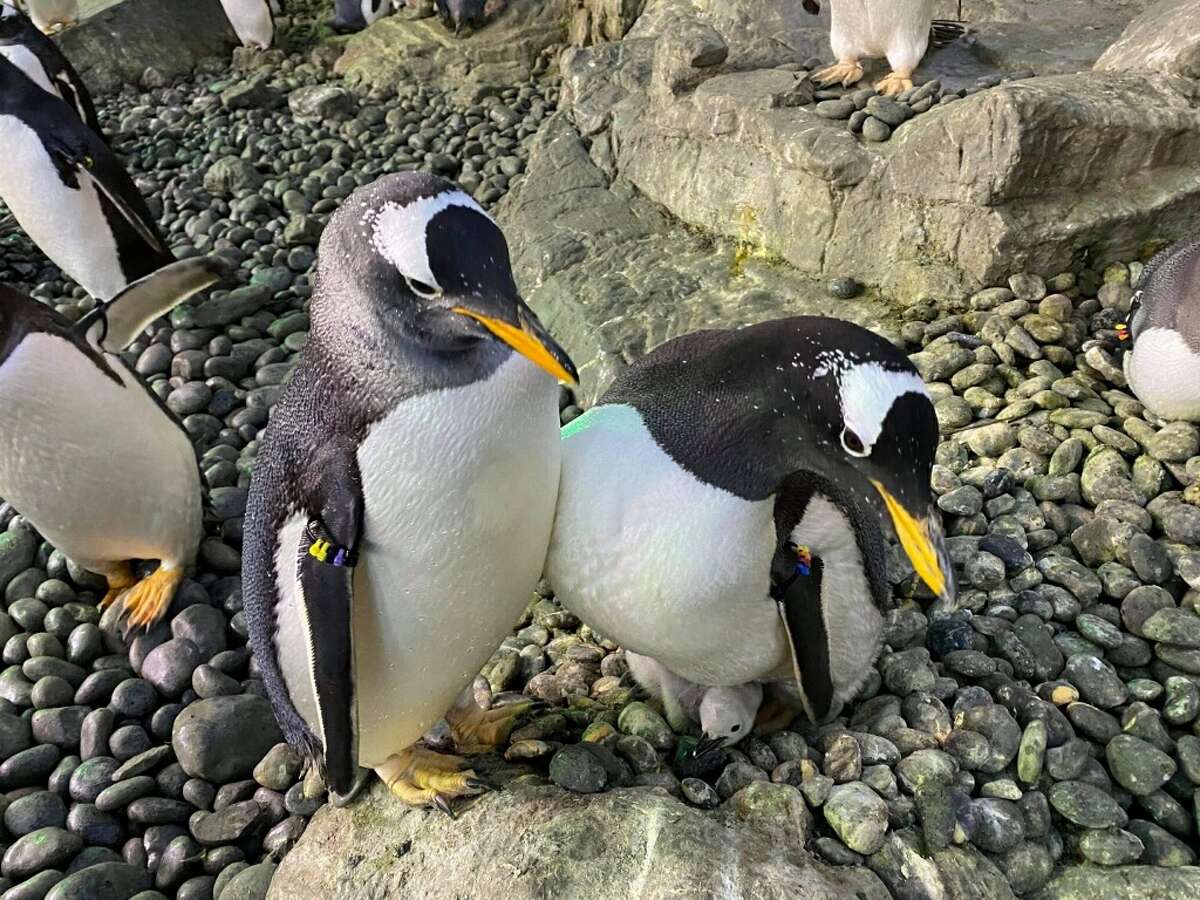 The two Gentoo penguins were given their own Chinstrap penguin egg during the last breeding season because the biological parents' nest was in a high traffic area for the larger King penguins, and officials were afraid the egg would be crushed or exposed to the cold.