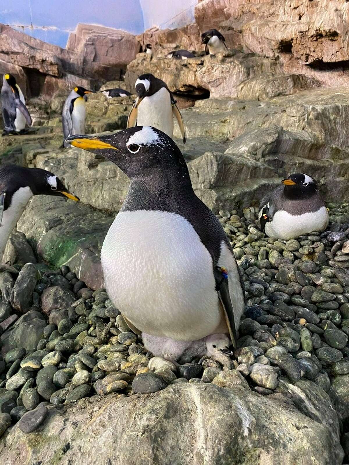 Photos: Two male penguins successfully incubate foster chick at