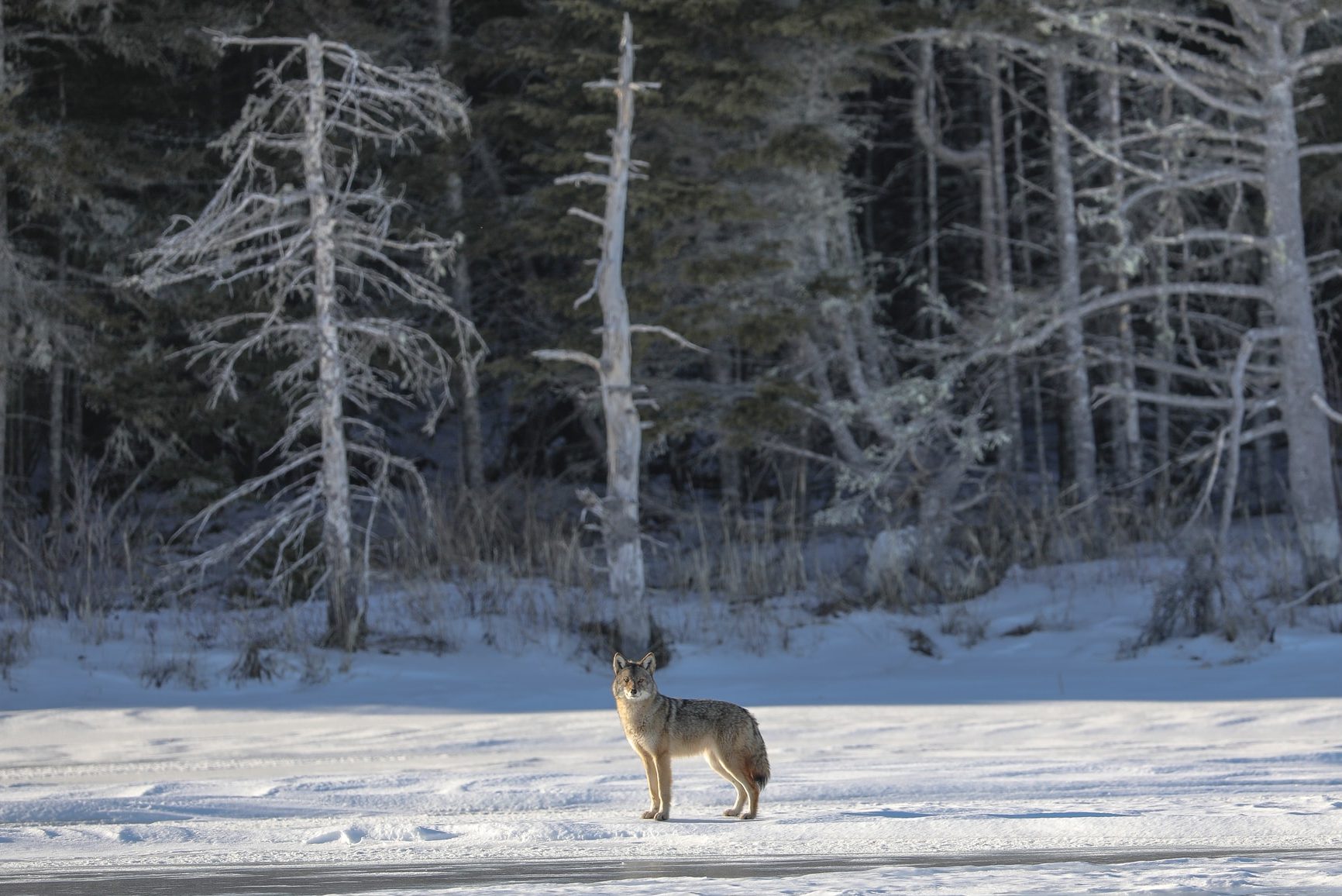 Turns Out Wolves and Mountain Lions Do Not Coexist Well in the Wild - Vimarsana News