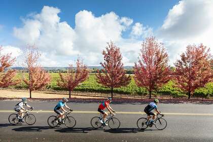Cyclists ride through Sonoma County on a as part of a Backroads group tour.