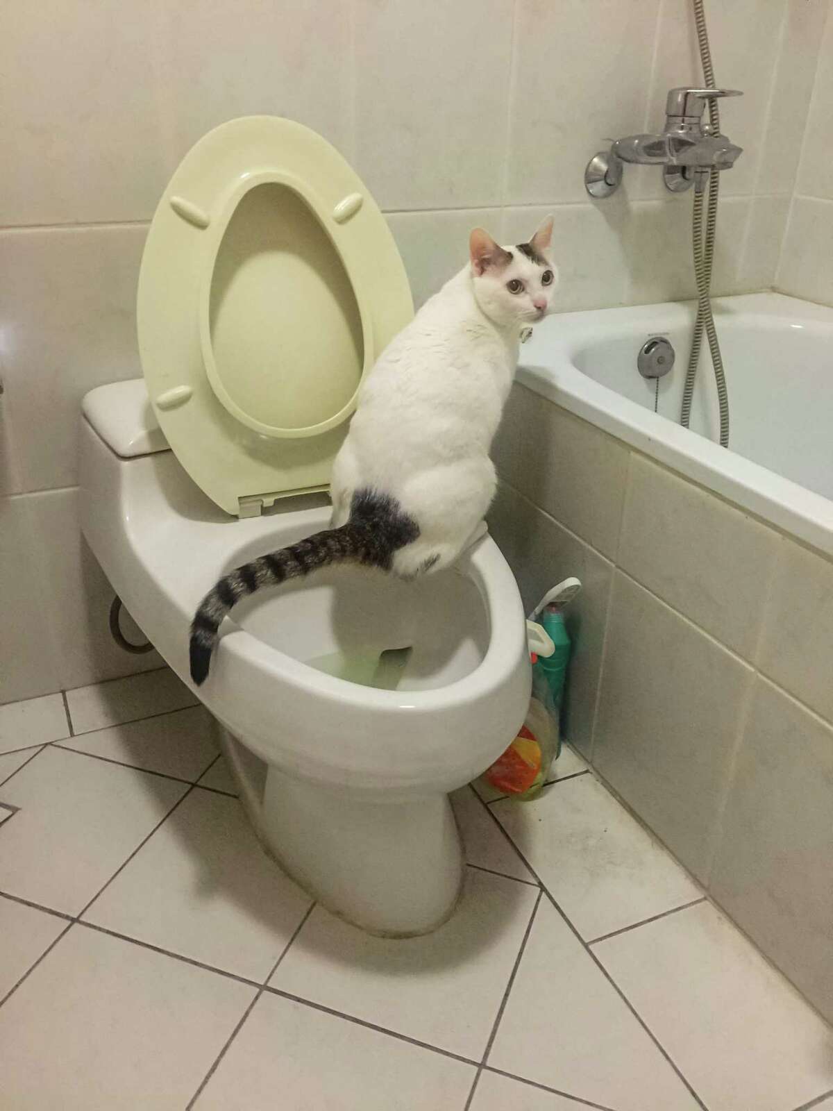 There is some anecdotal information on the Internet that suggests there are cats, who, without any training, simply start using the toilet (or tub or sink) to relieve themselves.