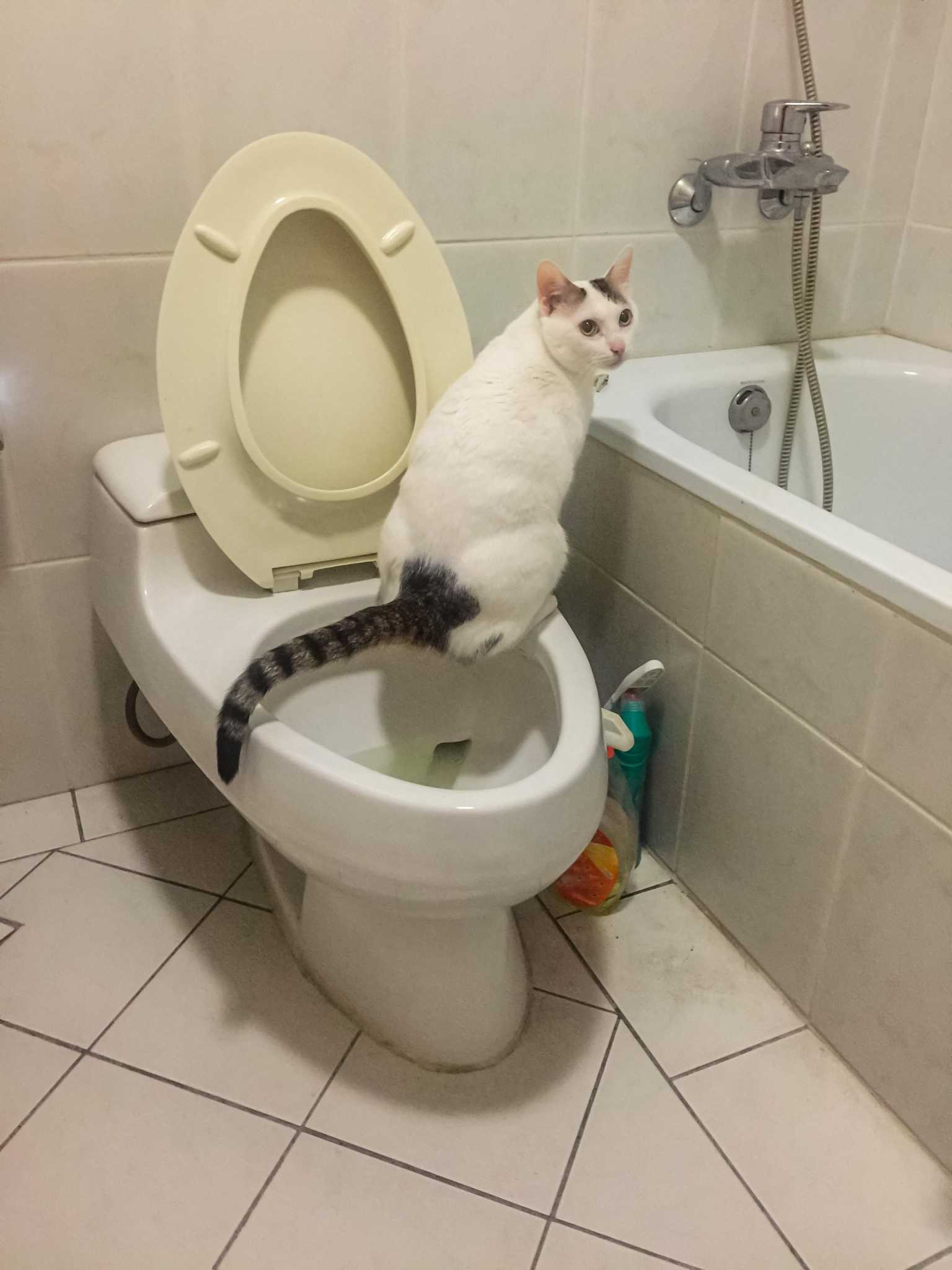 Cat uses toilet tub sink to relieve herself all without training