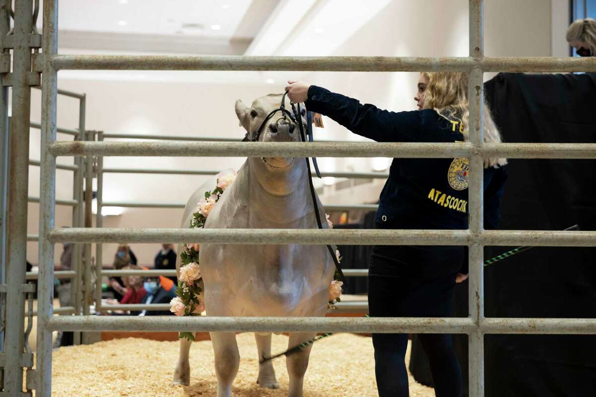 A Grand Champion Steer is herded around by exhibitor, Amy Pearson, during the 74th Annual Humble ISD Livestock Show and Auction held at the Humble Civic Center ballroom, Thursday, Jan. 21, 2021, in Humble. The steer was auctioned off for $22,000.