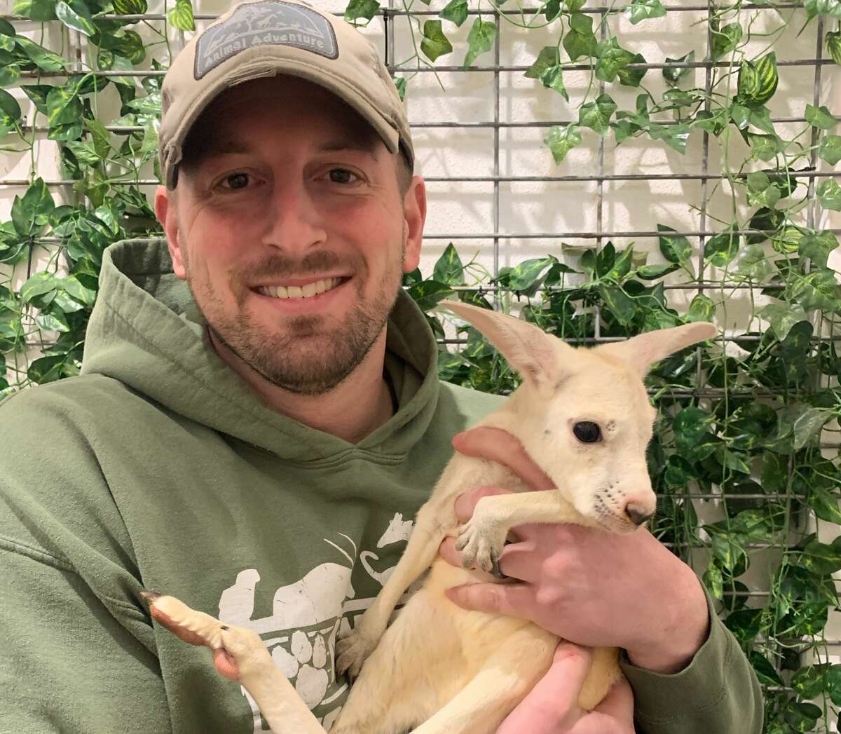 Animal Adventure Park’s new baby kangaroo is an incredibly rare white joey named Cosmo.